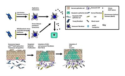 Oral Senescence: From Molecular Biology to Clinical Research